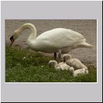 Cygnus olor - Hoeckerschwan 06.jpg